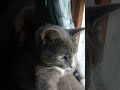 Kitty #music #cat #viralvideo #shortsfeed #subscribe #foryou #relatable #trendingnow #trending