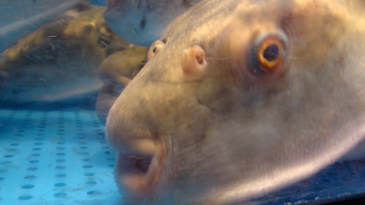 Pufferfish in 4K - A Lethal Japanese Delicacy