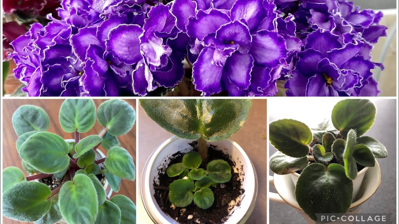 MENEKŞE FİDANLARINIZI VE KÖKLENDİRDİĞİNİZ YAPRAKLARINIZI Bu videoyu izlemeden sakın DİKMEYİN ‼️🌸🌺