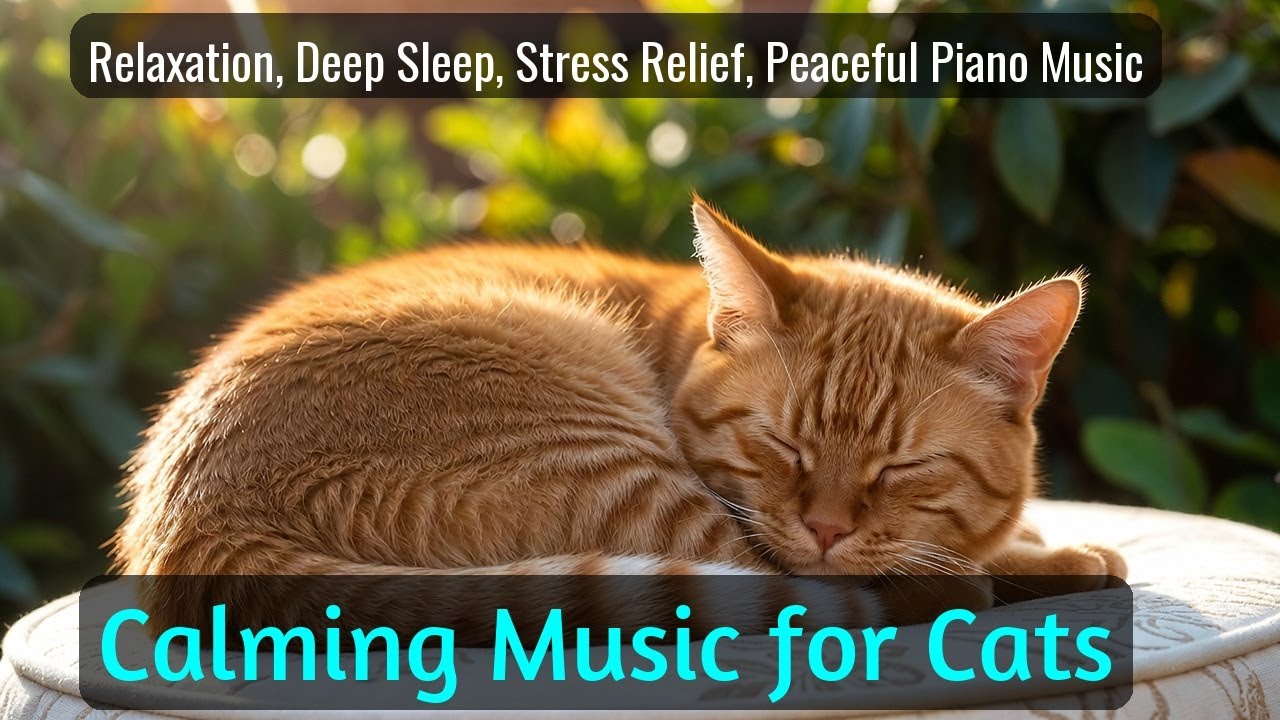 Calming Music for Cats - Relaxation, Deep Sleep, Stress Relief, Peaceful Piano Music | Season 62