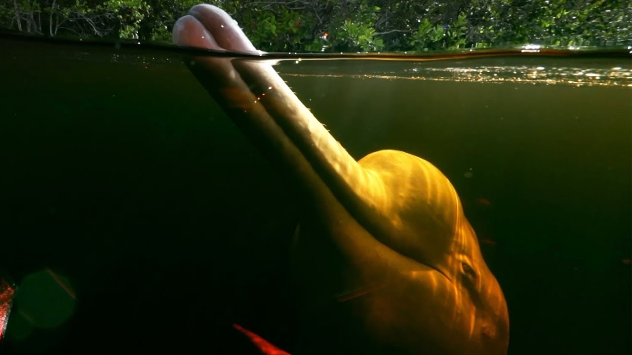 Pink River Dolphins Of The Amazon Rainforest S Hunting Secret Earth S Great Rivers c Earth Youtube