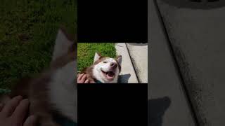 Redding. Bradshaw Animal Shelter, Sacramento, California