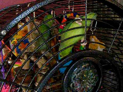 Curated visual reference: Fresh Look at Parrotlet Cage Set Up Parrotlet S At Play