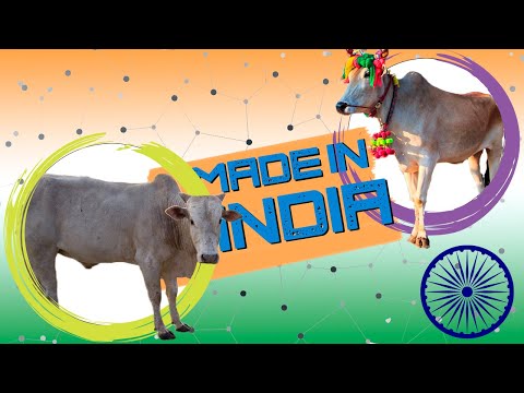 Коровы-бомжи - Индия 🇮🇳 | Навозоудаление мира
