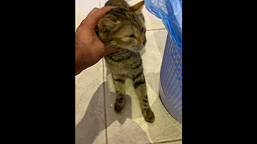 Medina Rescued Blind Cat Shows Love 🥰 and Affection 🥹🐱 Rain 🌧️ and Dust Storm