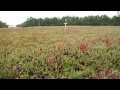 The Cranberry Harvest Experience