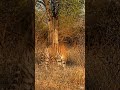 Why Tigers Prefer to Walk Alone 🐅 #bigcats #wildlifeindia #tigerfacts #shorts #tiger