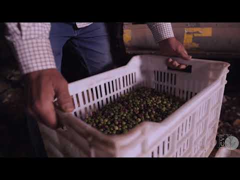 Vievi – Kısa Tanıtım Filmi — MOWA Production