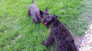 Kerry Blue Terrier VS. Scottish Terrier  Battle of the Stick  The Terrier Wars