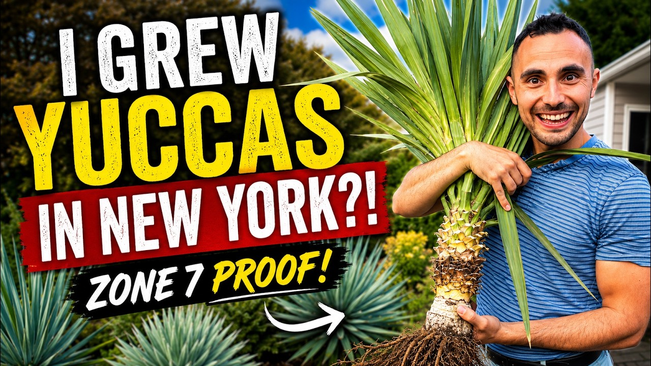 These YUCCAS thrive in my cold & wet New York Garden - YouTube