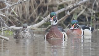 Spring Ducks at a Local Pond10 Species!