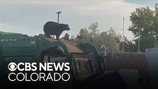 Bear spotted on top of Waste Management truck in Castle Rock
