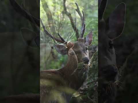 Rahasia Tanduk Rusa yang Jarang Diketahui  #animals #hewan #facts #wildlife #hewanbesar