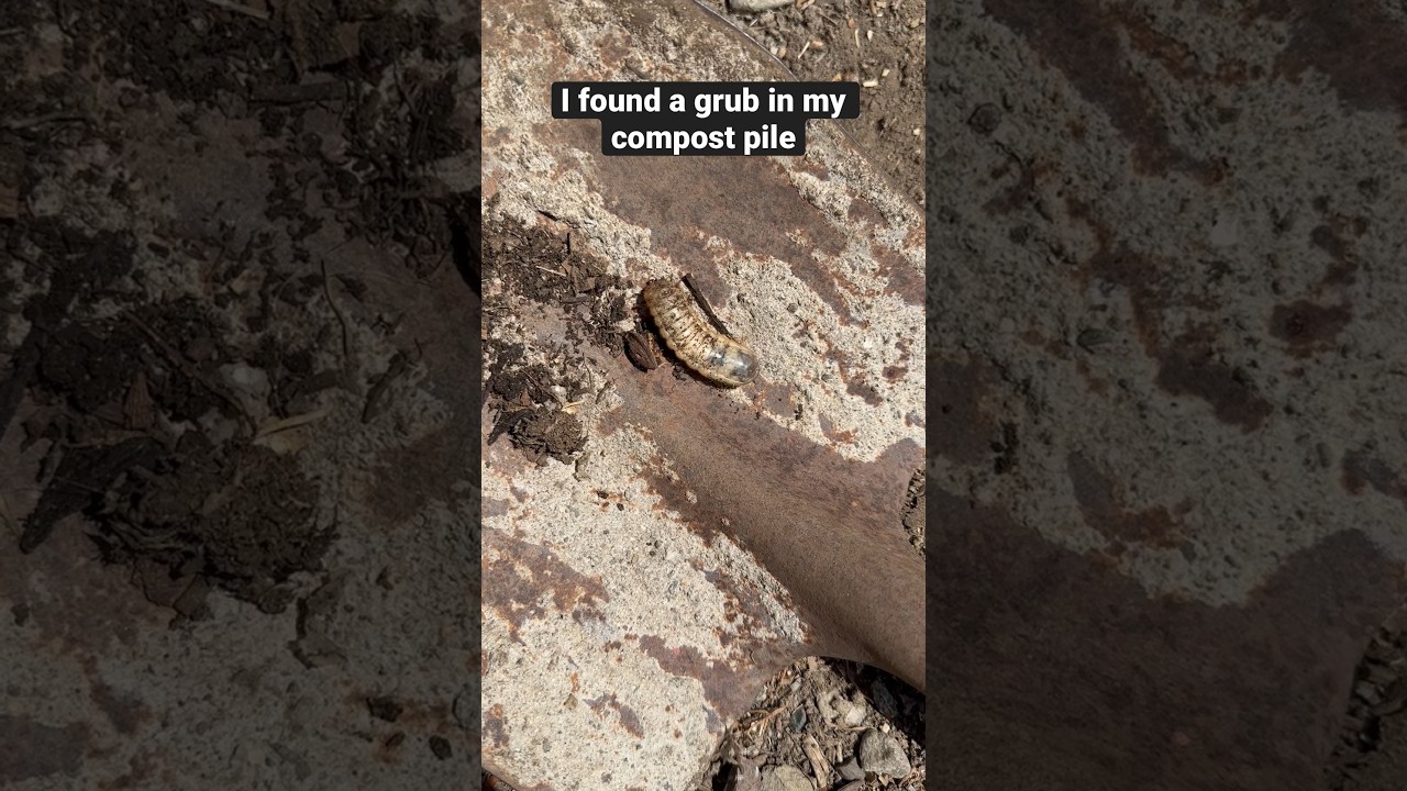 I found a grub in my compost pile, let me show and tell you about it 🤓