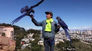 Freeflying Baby Hyacinth Macaws | Chan The Bird Man
