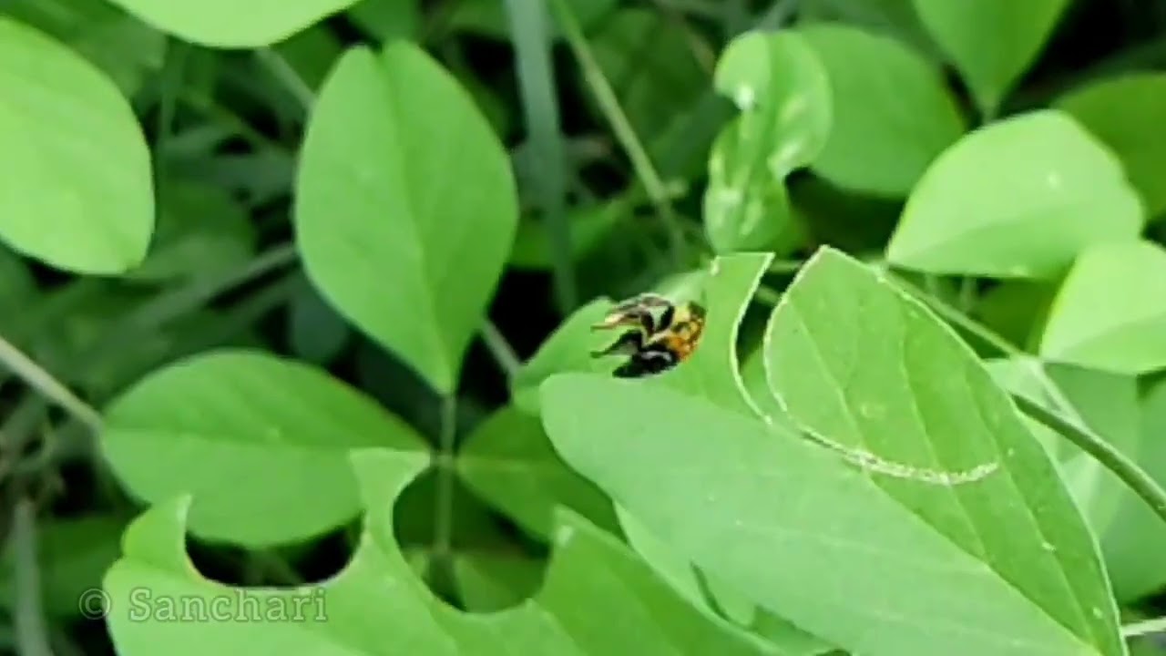 Leafcutter bee (Megachilidae) in action।  leaf cutting art by bees  ।