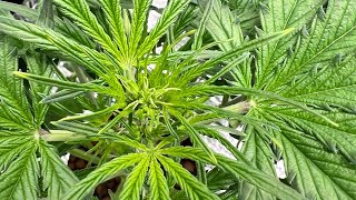 Episode 6 First Grow Northern Lights Autos Indoor Home Grow RDWC