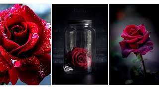 Red Rose Wallpaper $ Images screenshot 2