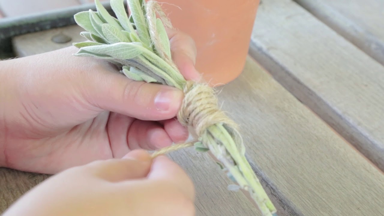Sage as a Mosquito Repellent YouTube