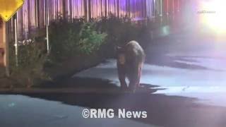 Black bear captured by Fish and Wildlife after roaming the streets of Sylmar, California.