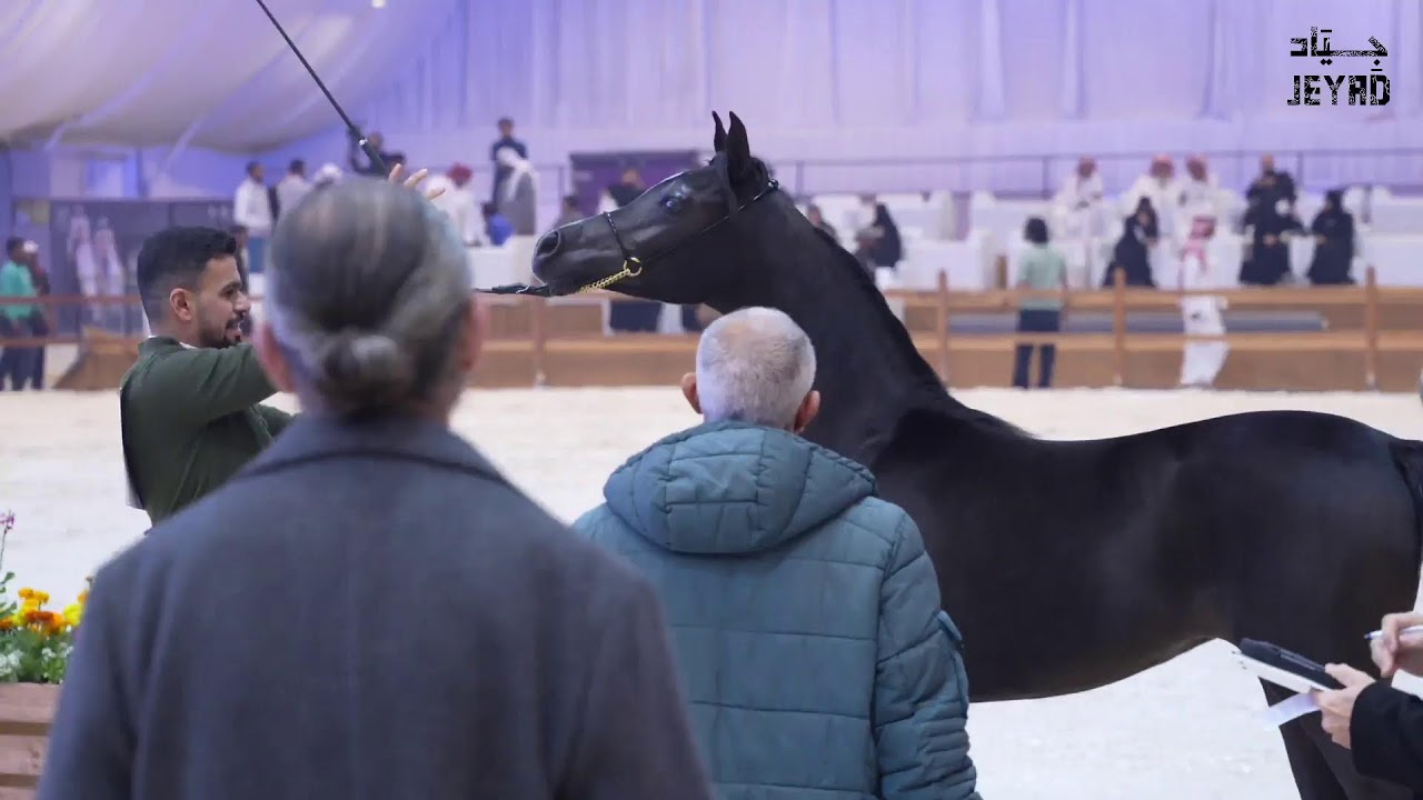 مهرجان الشرقية لجمال الخيل العربية الأصيلة - 2026 اليوم الأول