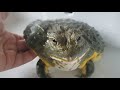 ADORABLE Giant Pixie Frog Shower Time! | African Bullfrog Bath