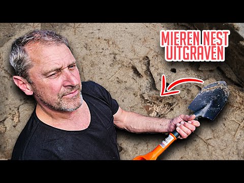 Video: Waarom Weet Een Mier Niet Hoe Hij Een Mierenhoop Moet Bouwen - Alternatieve Mening