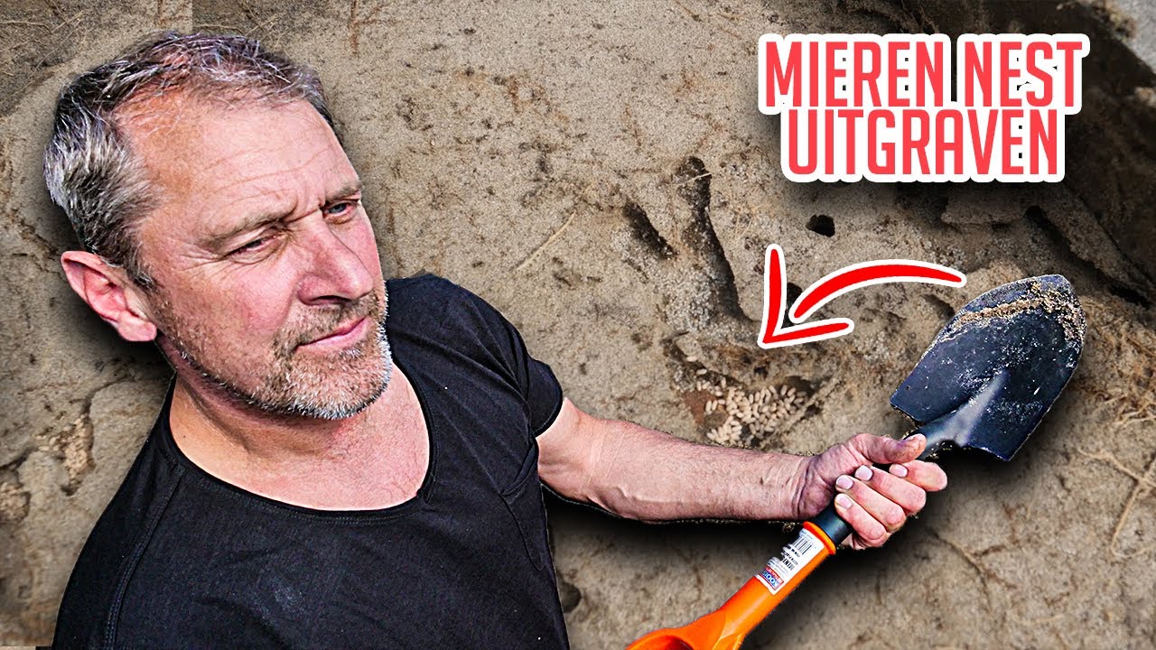 VADER TEGEN MIERENPLAAG HELE TUIN ERUIT! MIERENNEST UITGRAVEN Afl 35
