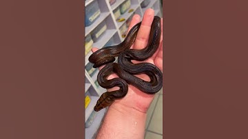 #snake #reptiles #animals #retic #black #ballpython #breeding #pets #python #ball