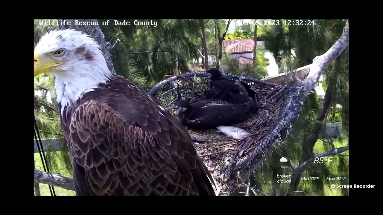 Wildlife Rescue of Dade County Bald Eagles 5/5/2023 1221 YouTube