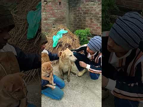 Indian comedy funny comady video Dog wala comedy