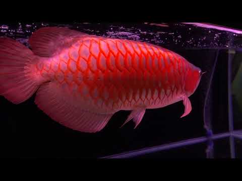 2017 觀賞魚博覽會  紅龍組總冠軍