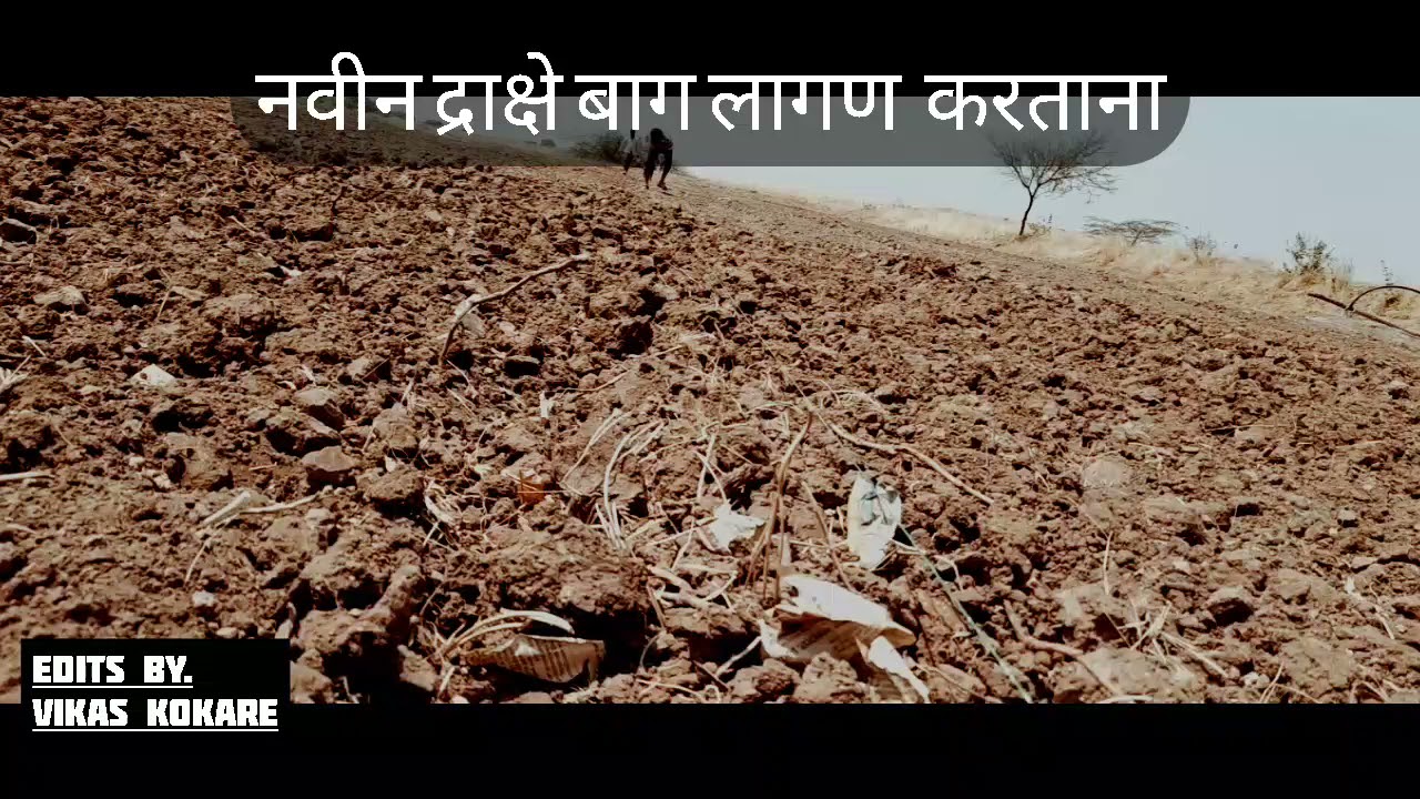 नवीन द्राक्षे बाग लागण  करताना /भाग 1 /गावाकडील मुल/ Vikas kokare /shetkari por/ marathi/