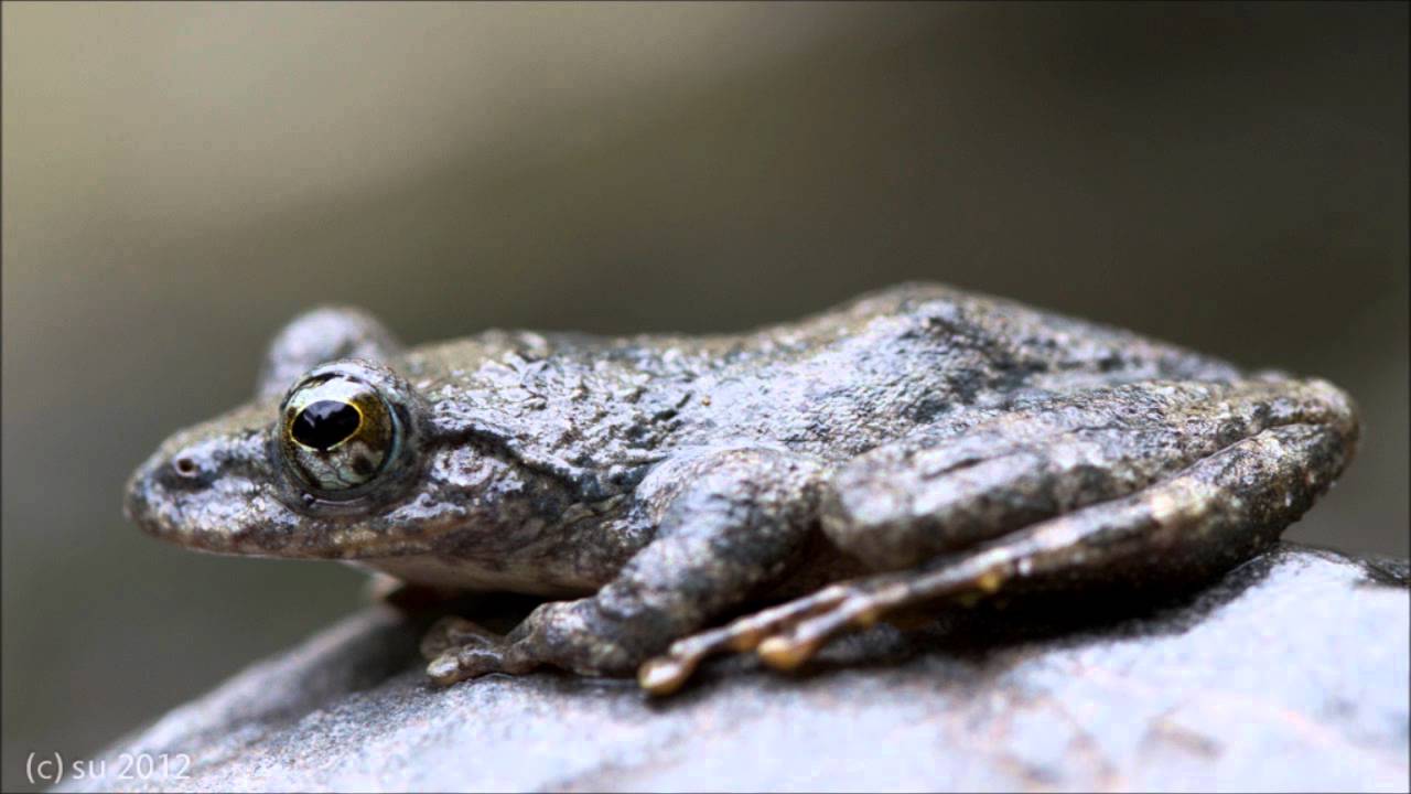 カジカガエルの飼育方法 鳴き声 生息地 オタマジャクシなど 爬虫類両生類データベース