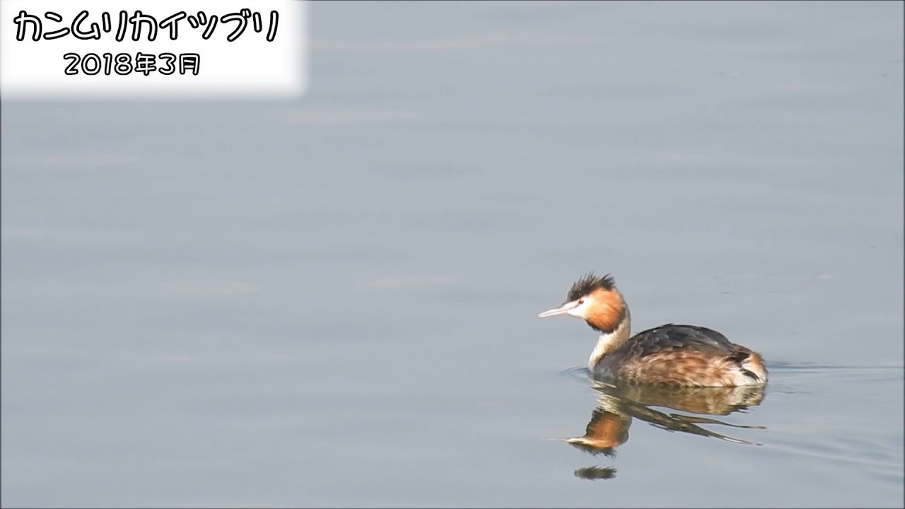 野鳥雨靴 カンムリカイツブリ Great Crested Grebe (Podiceps cristatus)