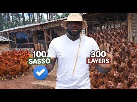 Why 100 Sasso Layers Are More Profitable Than 300 Commercial Layers