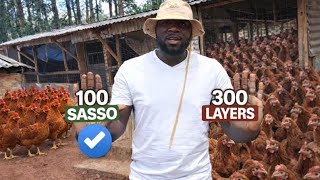 Why 100 Sasso Layers Are More Profitable Than 300 Commercial Layers