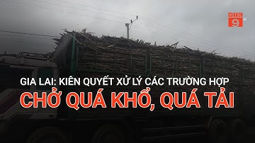 GIA LAI: KIÊN QUYẾT XỬ LÝ CÁC TRƯỜNG HỢP CHỞ QUÁ KHỔ, QUÁ TẢI | VTC9
