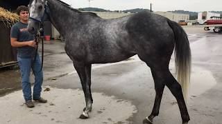 Black Rum - Dappled Gray Thoroughbred Horse Sold By Bits & Bytes Farm