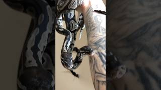 VPI AXANTHIC BLACK HEAD RED GENE 66% HET PIEBALD 50% HET LAVENDER ALBINO BALL PYTHON SNAKES #reptile