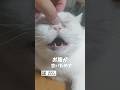 お腹が空きました#猫動画 #白猫 #エキゾチックショートヘア