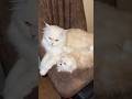 Fluffy cats breed mother and son spending time together  catsbreed youtubeshorts cats kitten