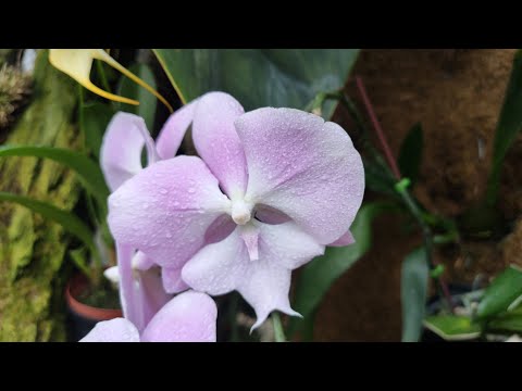 itk voyage Orchidées