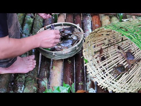 Video: Peshku në vend. Pellg peshku DIY