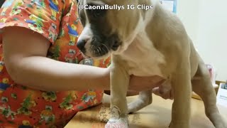 American Bully Caona Bullys And Pitbulls Instagram Video Clips Most Watch