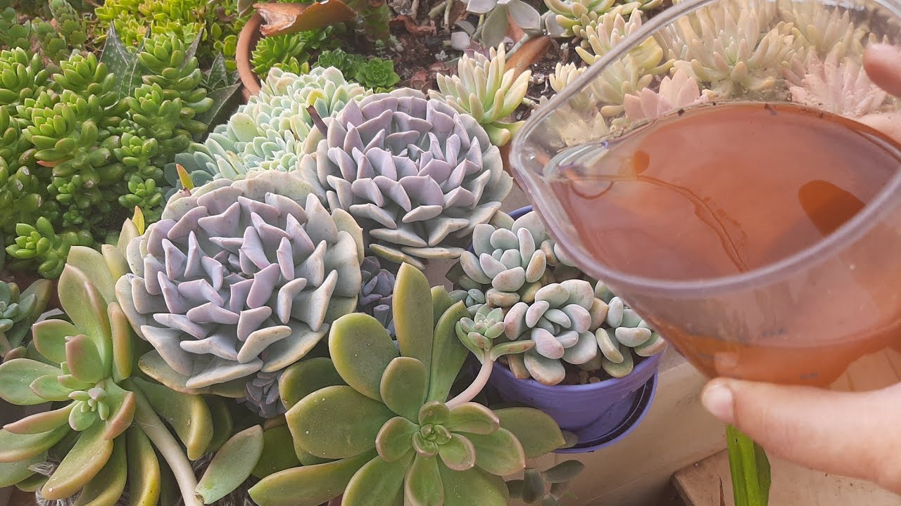 POTENCIALIZE A ÁGUA DA CANELA PARA ENRAIZAR SUCULENTAS MUITO RÁPIDO.