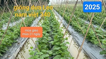 Giống dưa leo nam việt 340 (giống mới)21 ngày mùa giao mùa 2025