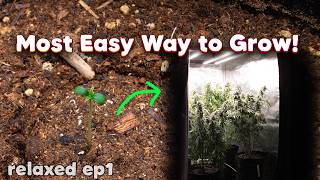 Growing Weed As Laid Back Simple As Possible Easy Beginner Stage Seed To Harvest Ep1