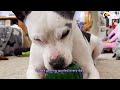 Pittie Who Was In The Shelter For Over 600 Days Is So Spoiled Now | The Dodo
