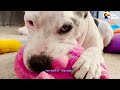 Pittie Who Was In The Shelter For Over 600 Days Is So Spoiled Now | The Dodo